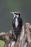 British Columbia, Downy Woodpecker bird