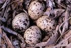 Nightjar Nest and Eggs, Thaku River, British Columbia, Canada