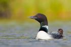 British Columbia, Common Loon, breeding plumage