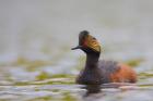 Canada, British Columbia, Eared Grebe, breeding plumage