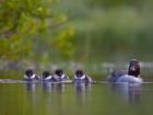 British Columbia, Common Goldeneye, chicks, swimming