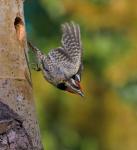 British Columbia, Red-naped Sapsucker, flight, nest