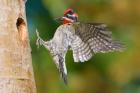 British Columbia, Red-naped Sapsucker bird