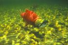 British Columbia, Adams River Sockeye salmon migrating