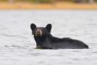 British Columbia, Bowron Lakes Park, Black bear