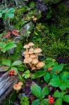 British Columbia, Bowron Lakes Park Bunchberry, Forest