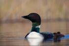 British Columbia Common Loon bird on Lac Le Jeune