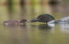 Canada, British Columbia A Common Loon & Chick At Lac Le Jeune