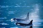 Killer Whales feeding in Johnstone Strait, British Columbia, Canada