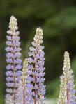 Lupine, Vancouver Island, Canada