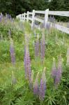 Vancouver Island Lupine, British Columbia, Canada