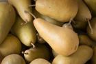 Canada, British Columbia, Cowichan Valley Close-Up Of Harvested Pears