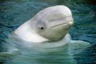 Beluga Whale, Beluga whale, Vancouver Aquarium