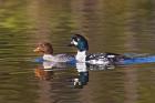 British Columbia, near Kamloops, Common Goldeneye ducks