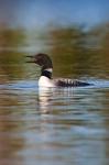 British Columbia, Common Loon bird on lake