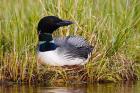 British Columbia, Common Loon bird