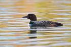 British Columbia, Common Loon bird on lake at sunrise