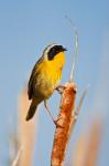 British Columbia, Common Yellowthroat breeding territory