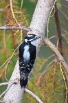 British Columbia, Downy Woodpecker bird, male (back view)