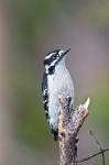 British Columbia, Downy Woodpecker bird, male (front view)