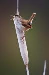 British Columbia, Kamloops, Marsh Wren