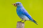 Mountain Bluebird with caterpillars near Kamloops, British Columbia, Canada