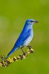 British Columbia, Mountain Bluebird with caterpillars