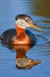 British Columbia, Red-necked Grebe bird in lake