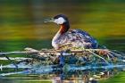 British Columbia, Red-necked Grebe bird on nest