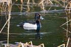 British Columbia, Ring-necked Duck in marsh