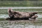 Harbor seal, Great Bear Rainforest, British Columbia, Canada