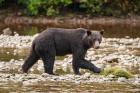 Grizzly bear fishing for salmon in Great Bear Rainforest, Canada