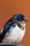 Barn swallow, Great Bear Rainforest, British Columbia, Canada
