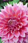 Dahlia flower, Butchart Gardens, British Columbia