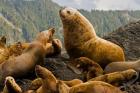 Steller sea lion, Queen Charlottes, British Columbia