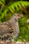 Blue grouse bird, Salt Spring Isl, British Columbia