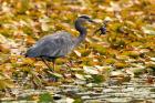 Great blue heron bird, Stanley Park, British Columbia