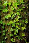 Red cedar English ivy, Stanley Park, British Columbia