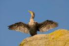 Double-crested cormorant bird, British Columbia