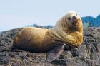 Steller sea lion, Haida Gwaii, British Columbia