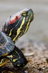 Red-eared pond slider turtle, British Columbia