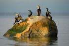 Double-crested cormorant bird, British Columbia