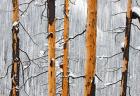 Forest fire, Winter, Kootenay NP, British Columbia