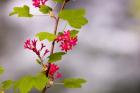 Red-flowering currant, Vancouver, British Columbia