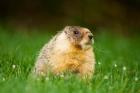 Yellow-bellied marmot, Stanley Park, British Columbia