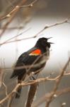 Red-winged blackbird, Stanley Park, British Columbia