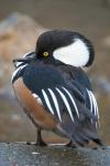 Hooded merganser bird, Stanley Park, British Columbia