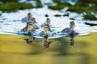 Mallard ducklings, Stanley Park, British Columbia