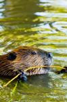 Head of American Beaver, Stanley Park, British Columbia