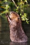 American Beaver, Stanley Park, British Columbia